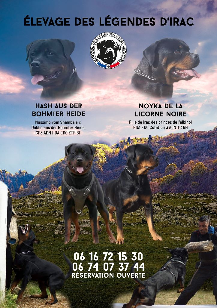 Des Légendes D'Irac - Rottweiler - Portée née le 20/09/2020