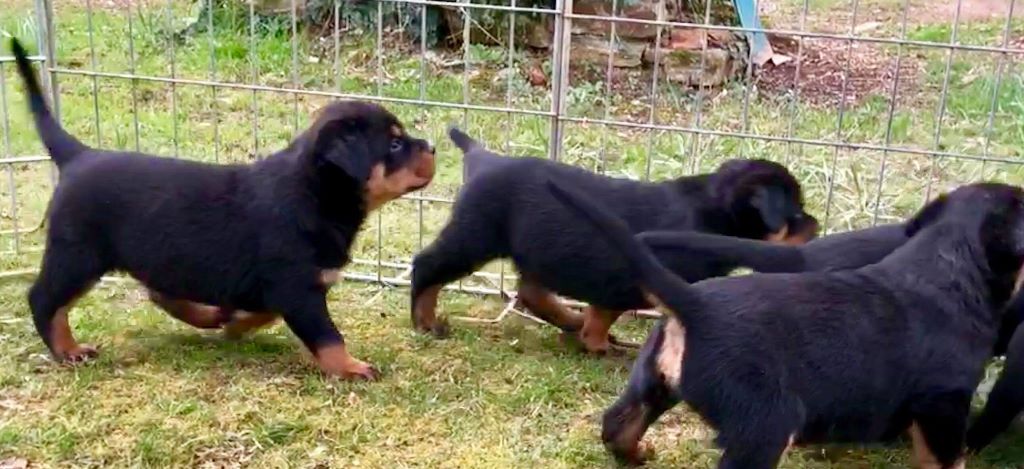 Des Légendes D'Irac - Rottweiler - Portée née le 04/02/2019