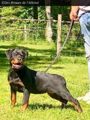 Des Légendes D'Irac - Chiots disponibles - Rottweiler