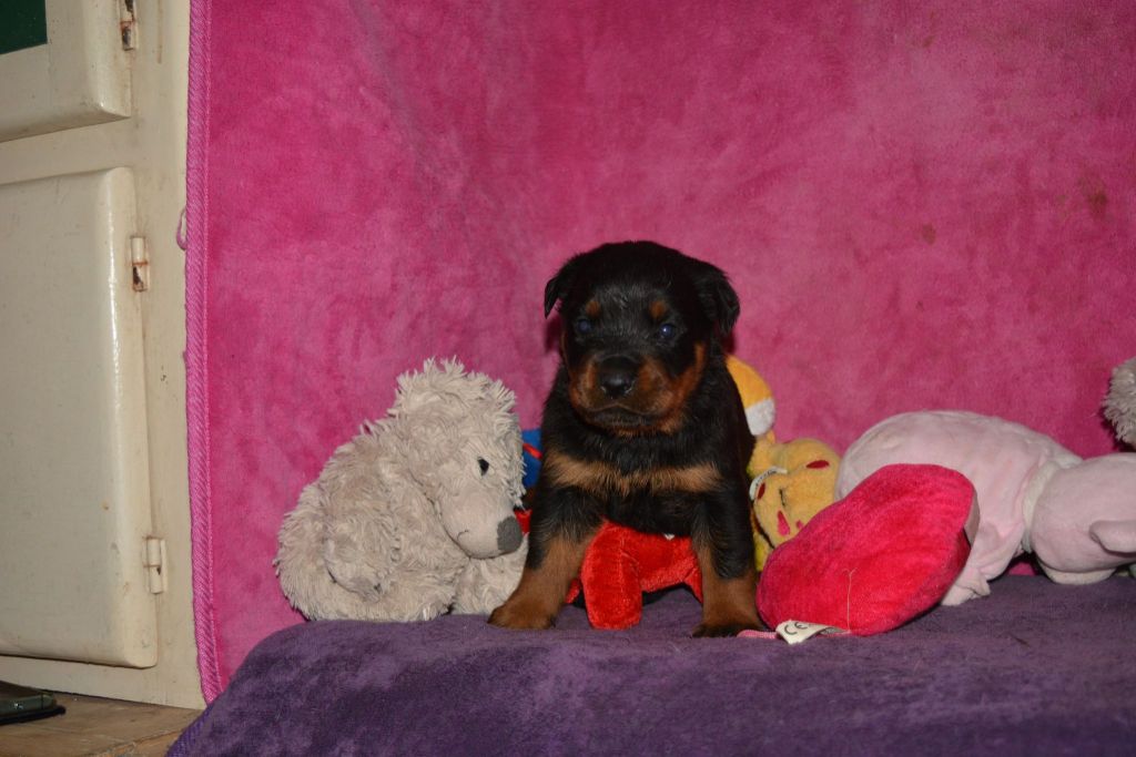 Des Légendes D'Irac - Chiots disponibles - Rottweiler