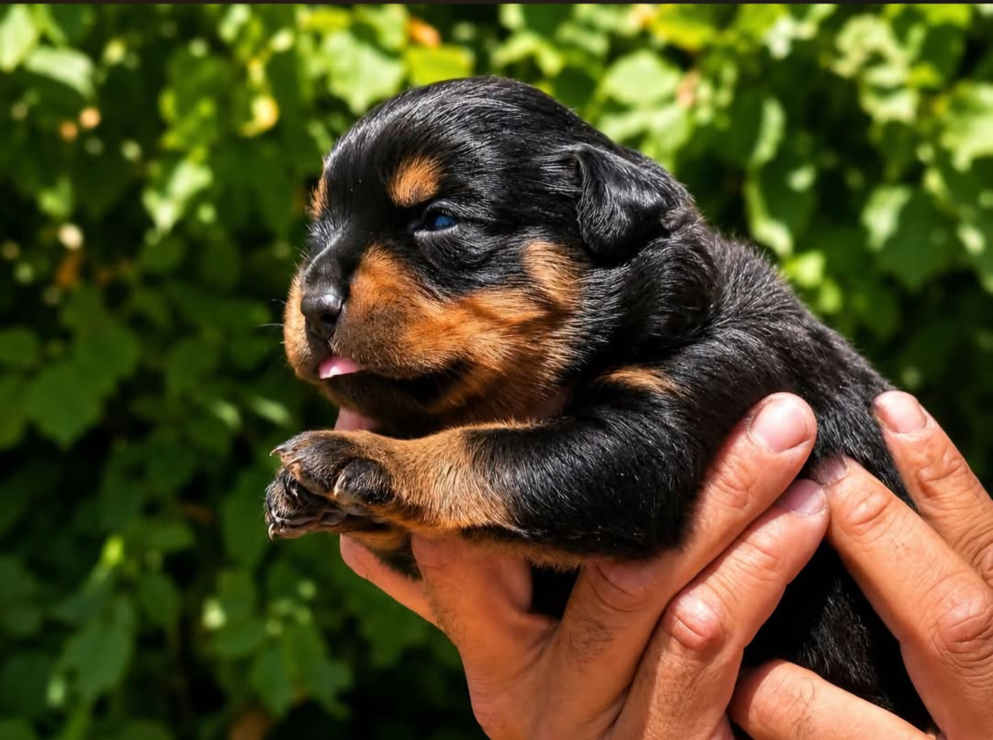 Des Légendes D'Irac - Chiots disponibles - Rottweiler