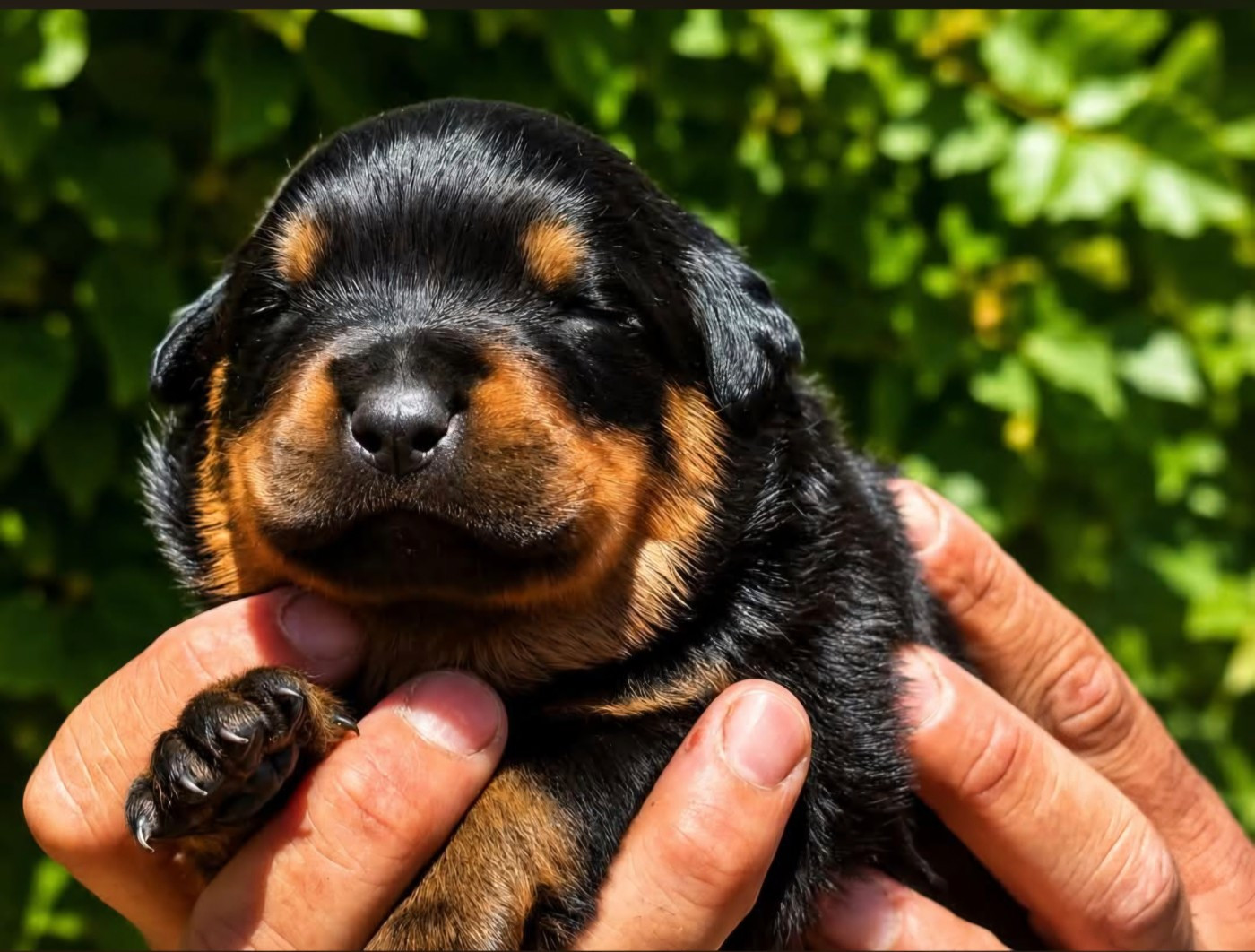 Des Légendes D'Irac - Chiots disponibles - Rottweiler