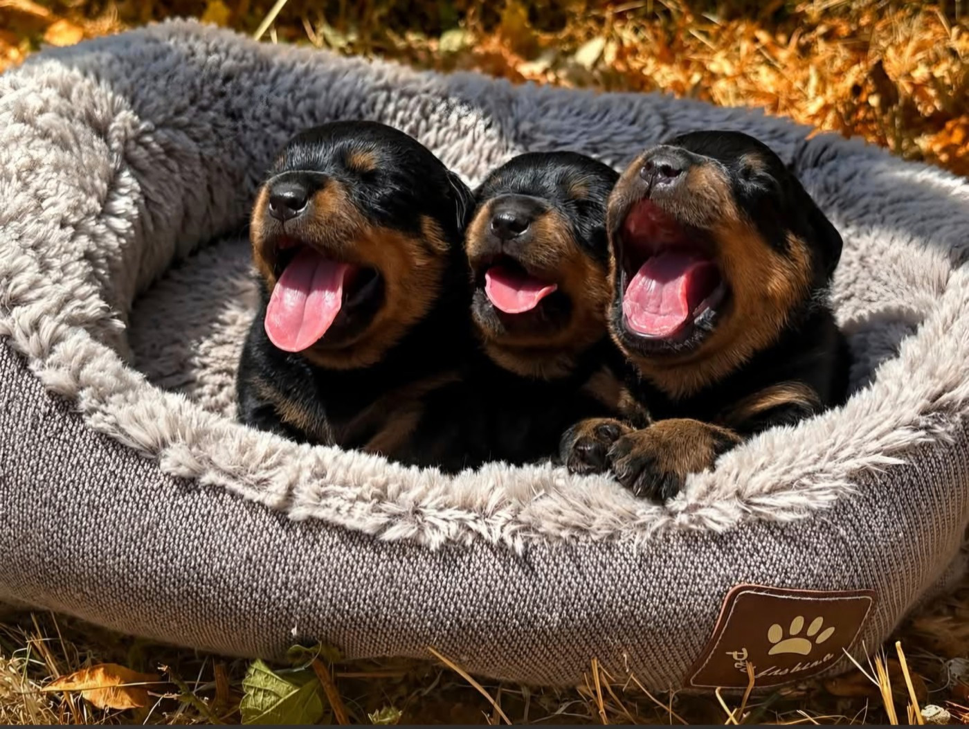 Chiot Rottweiler Des Légendes D'Irac