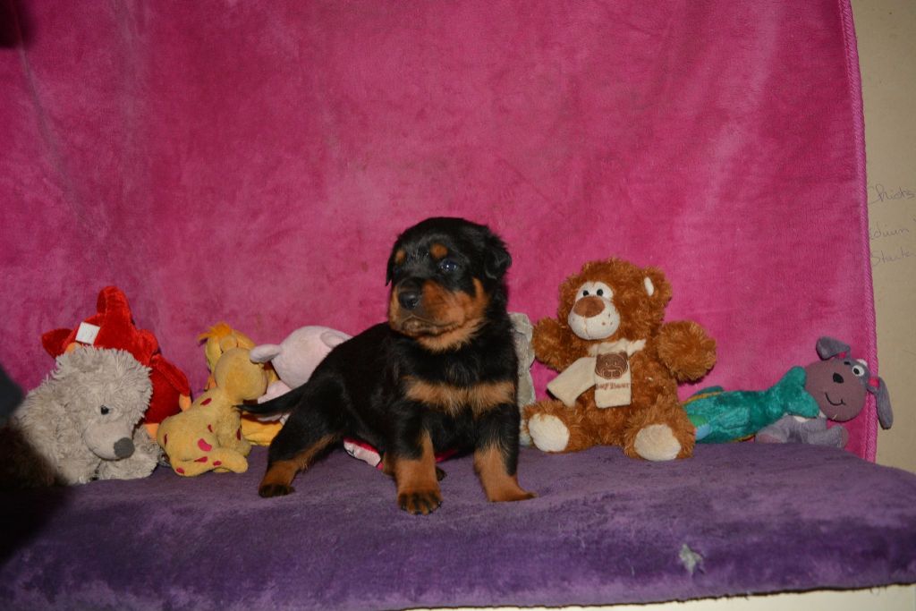 Des Légendes D'Irac - Chiots disponibles - Rottweiler