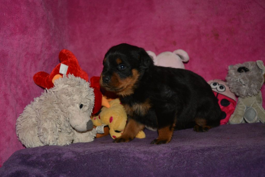 Des Légendes D'Irac - Chiots disponibles - Rottweiler