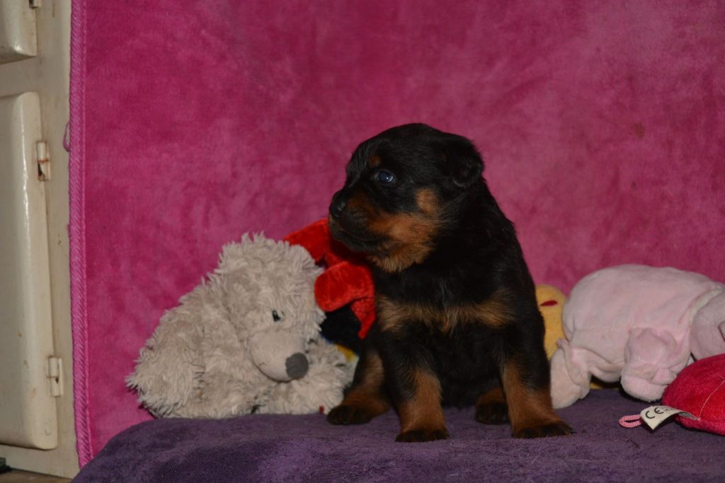 Des Légendes D'Irac - Chiots disponibles - Rottweiler