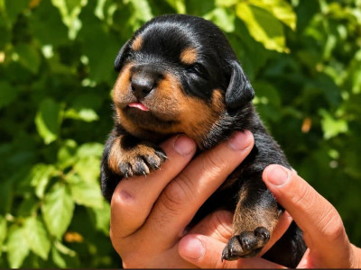 Chiot N°2