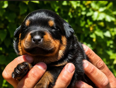 Chiot N°3