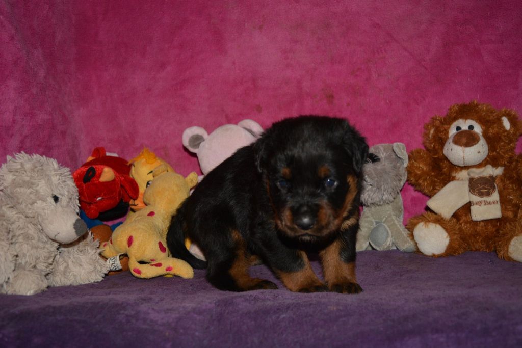 Des Légendes D'Irac - Chiots disponibles - Rottweiler